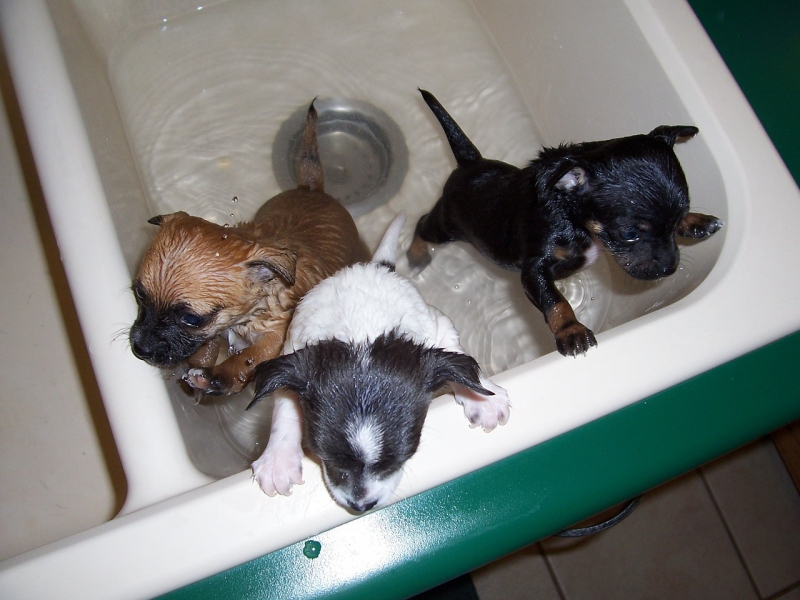 toiletteur-THIERY-min_bath-time-1111748_1280