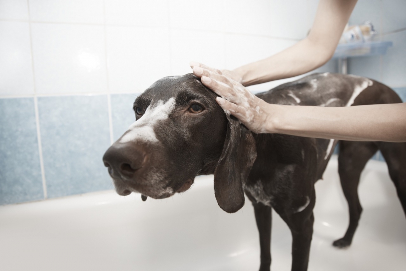 toiletteur-THIERY-min_dog-1178365_1280