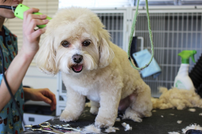 toiletteur-THIERY-min_white_dog_grooming_pet_pet_grooming_salon_groomer_fur-678977